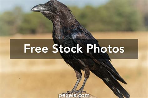 Bildergebnis für Raven Bird Top View