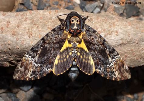 Image result for Dead Head Hawk Moth
