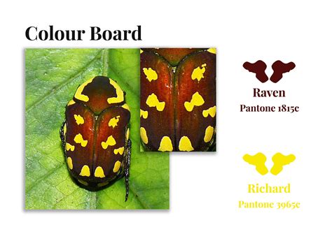 Image result for Bag Collection Java