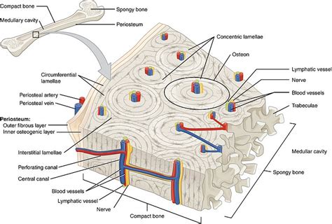 14.4: Structure of Bone - Biology LibreTexts