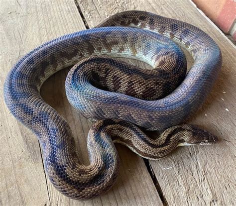 Full-Grown Spotted Python に対する画像結果