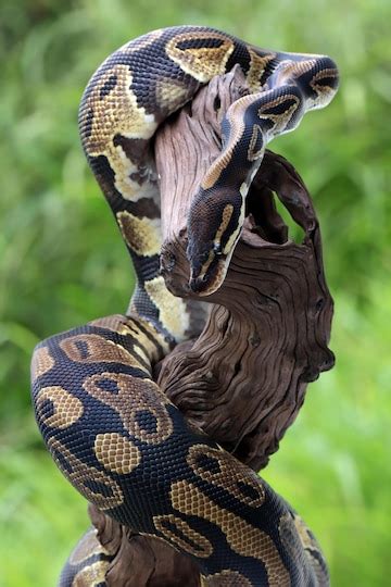 Image result for 9 Feet Royal Python