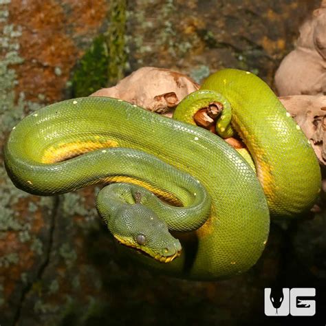Image result for Male Green Python