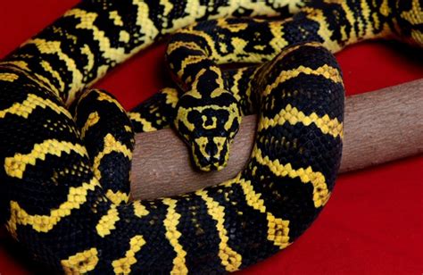 Image result for Jungle Carpet Python Snake