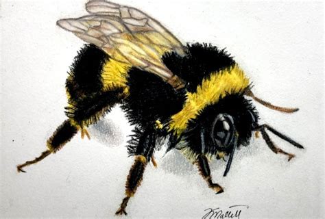 Image result for Basic Bumble Bee Drawing