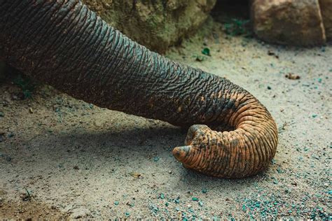 Image result for Elephant Trunk into Vaccuum