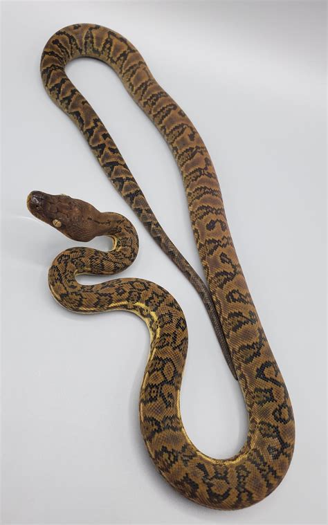 Timor Python Retic માટે ઇમેજ પરિણામ