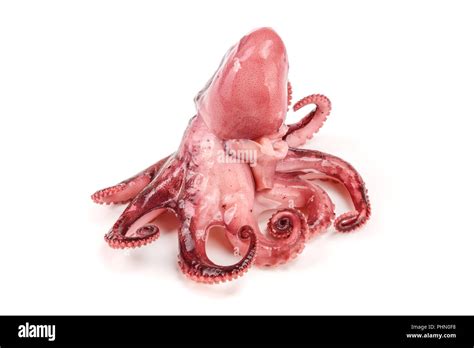 Image result for Small Octopus