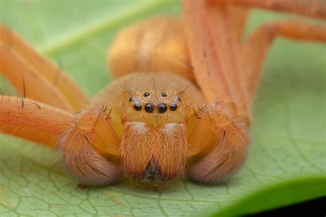 Image result for Huntsman Spider Arizona