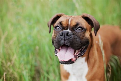 Image result for Boxer Dog Behavior