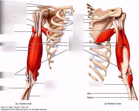 Image result for Muscle Structure Upper Arm