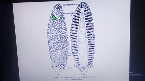 Image result for Female Cone Diagram