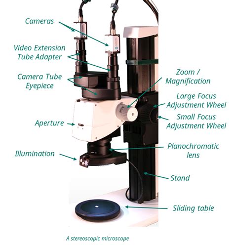 Image result for Stereo Microscope Labeled