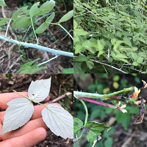 Raspberry Plant Identification に対する画像結果