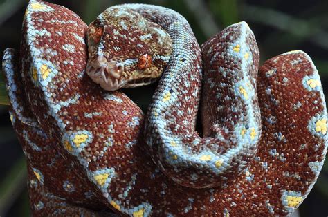 Image result for Python Snake What Kind