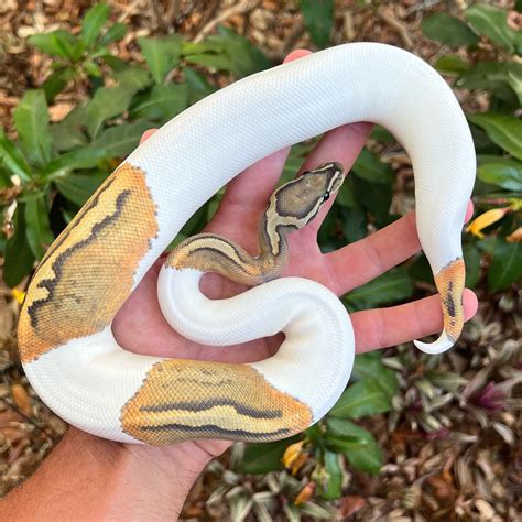 Image result for True Ghost Ball Python