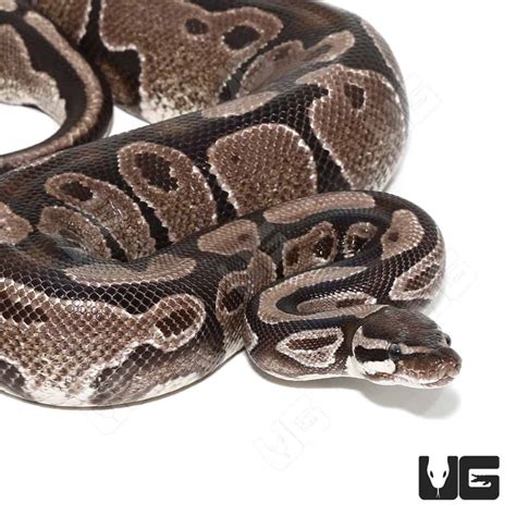 Toradh íomhá ar Axanthic Pewter Ball Python