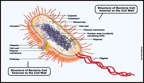 Image result for Structure of Bacteria Life Science