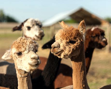 Image result for Alpaca Feet