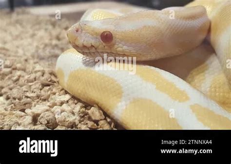 Red Eye Python に対する画像結果