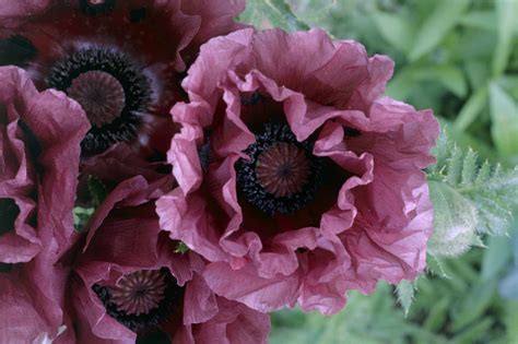 Image result for Poppy Varieties