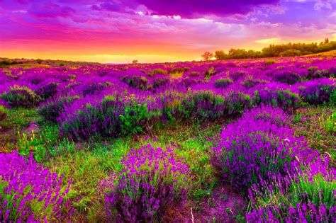 Image result for Colorful Spring Desktop Wallpaper