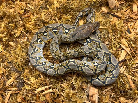 Afbeeldingsresultaten voor Normal Retic Python's