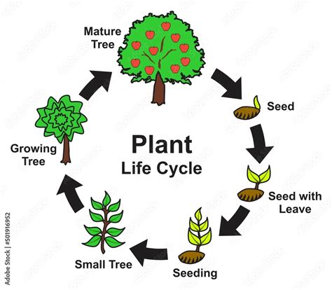 Image result for Plant Growing Cycle