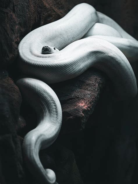 Image result for Leucistic Reticulated Python