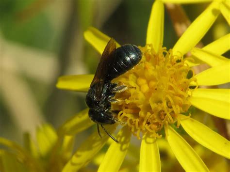 Image result for Types of Wasps in Oregon