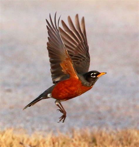 Image result for Robin Bird Flying