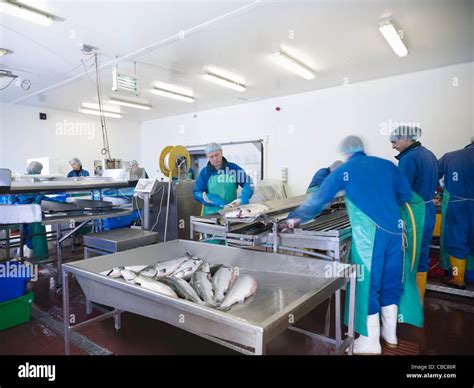 Image result for Small-Scale Fish Processing