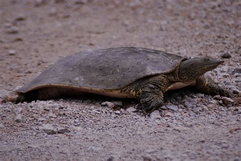 SoftShell Turtle に対する画像結果
