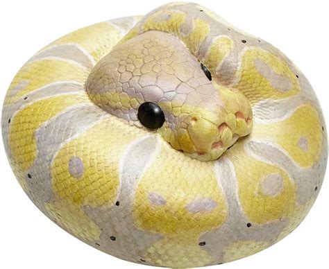 Image result for Realistic Ball Python Toy