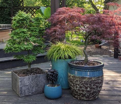 Image result for Container Japanese Maple Tree
