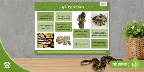תוצאת תמונה עבור Royal Python Habitat