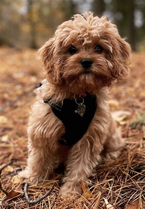 Image result for Cavapoo Birth