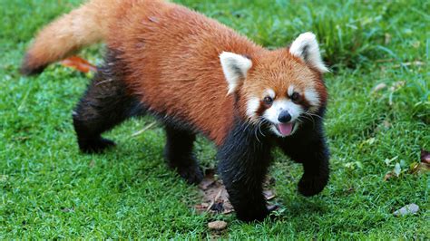 Toradh íomhá ar Red Panda Information