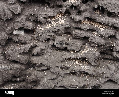 Image result for Ant Tunnels