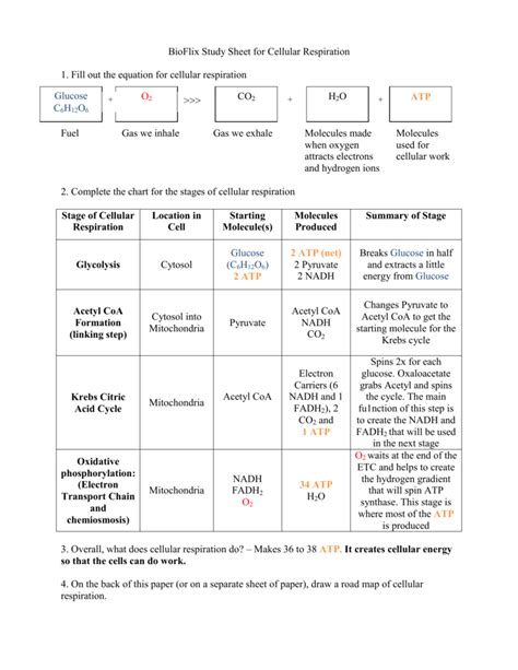 Cellular Respirration Chart に対する画像結果