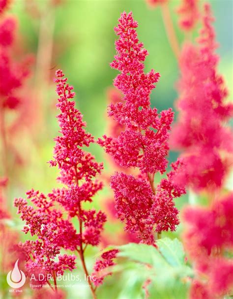 Image result for Astilbe Bulb