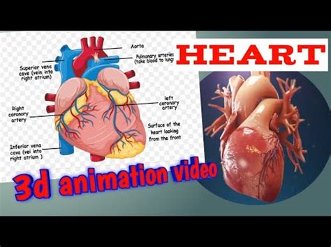 Bildergebnis für Anatomy of Heart Animation