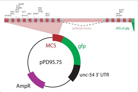 Vector Backbone at Vectorified.com | Collection of Vector Backbone free ...