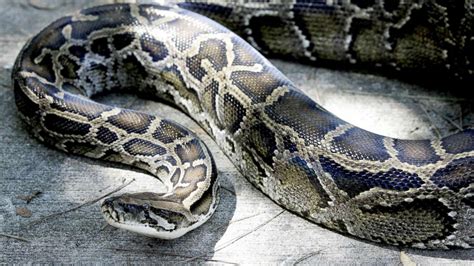 Hybrid Python に対する画像結果