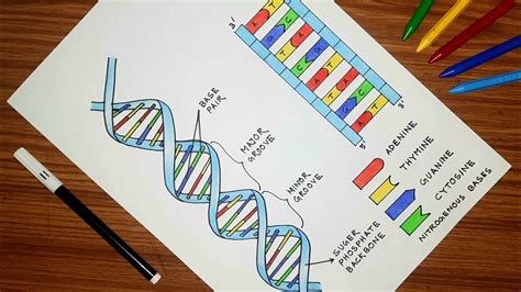 DNA Tutorial に対する画像結果