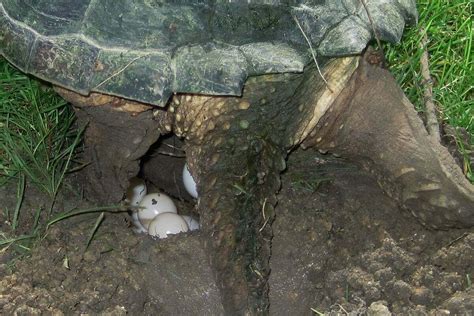 Afbeeldingsresultaten voor snapping turtle eggs
