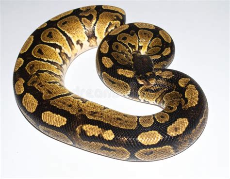 Toradh íomhá ar Ball Python White Coiled