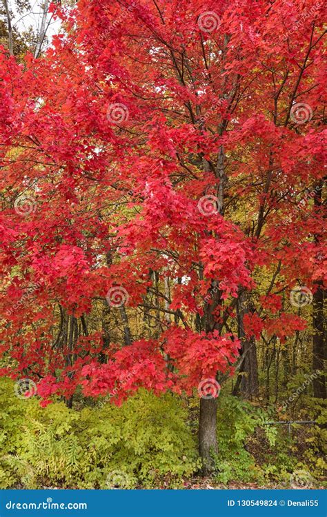 Image result for Red Maple Tree Fall Color
