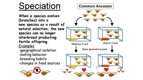 5 Types of Speciation ପାଇଁ ପ୍ରତିଛବି ଫଳାଫଳ