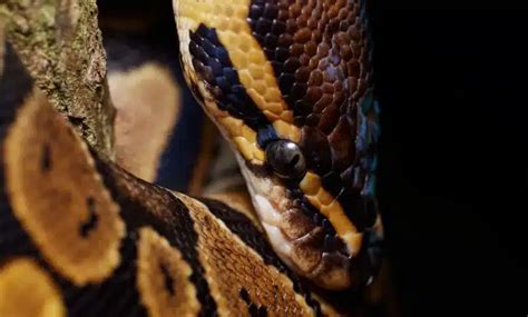 Image result for Python Attack